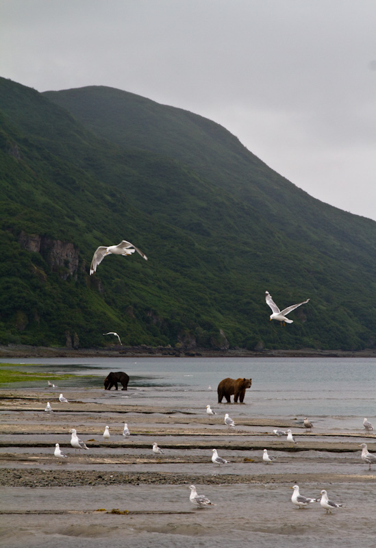 Grizzly Bears And Gulls On Beach